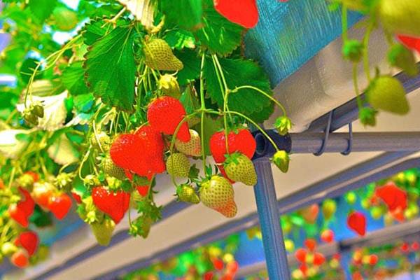 Eksplorasi Wisata Kebun Strawberry Sembalun, Sensasi Petik Buah Segar di Kaki Rinjani